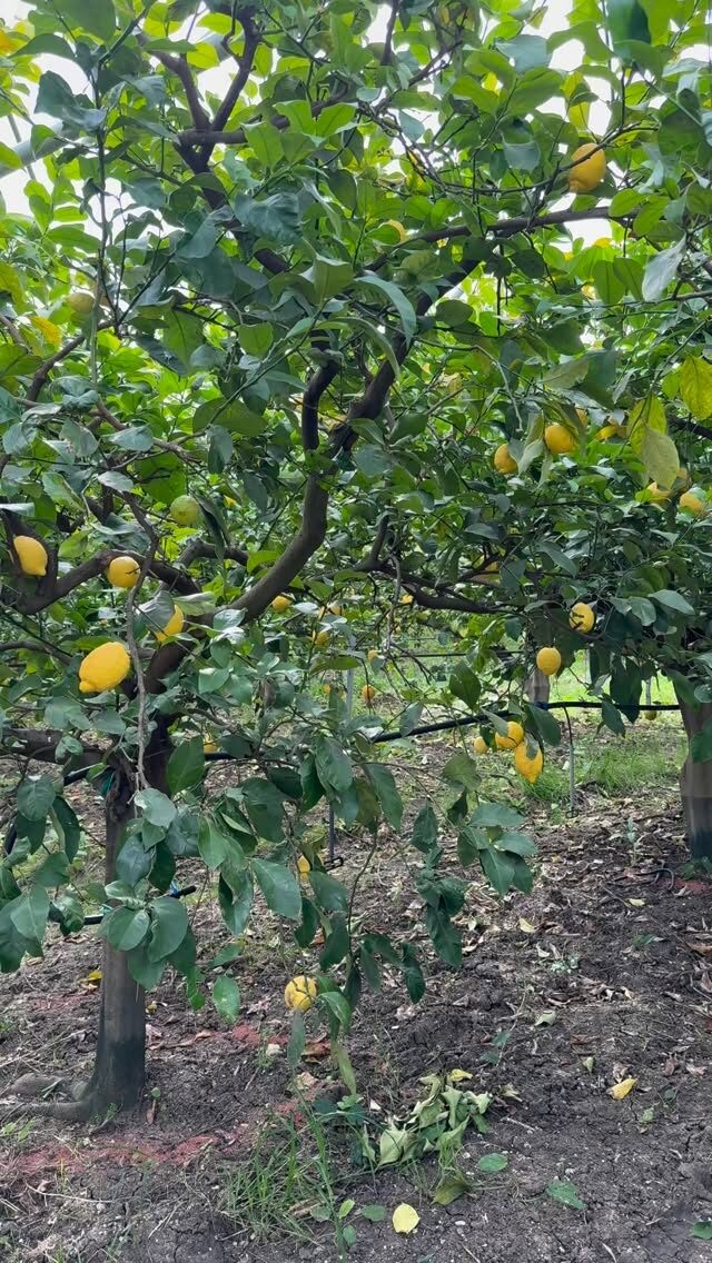 Instagram post from lemonline_bio. This post is in position 3.