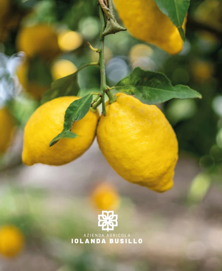 Instagram post from lemonline_bio. This post is in position 1.